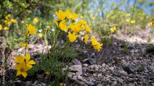 Linum dolomiticum (Pilisi len) on the dolomite hills of the Pilis mountains in Hungary. 