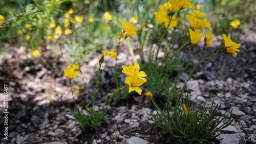 Linum dolomiticum (Pilisi len), a unique flower on the dolomite hills of the Pilis mountains in Hungary. 