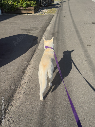White dog on a leash walking on an asphalt road