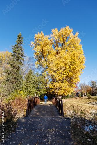 Pedestrian bridge in park with fall foliage on sunny day. Footbridge with autumn trees. Andrew Haydon Park in Ottawa, Canada