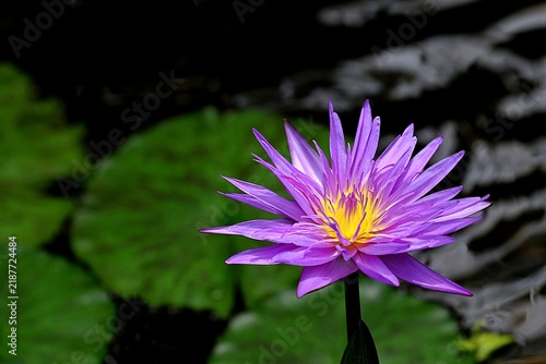 Fotografía Blooming purple water lily flower floating on a calm pond with green lily pads