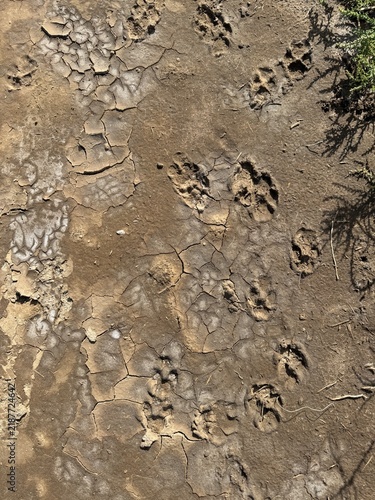 Animal paw prints on cracked earth surface in natural outdoor setting