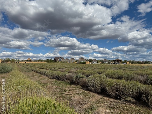 Lavender field with rustic huts under a cloudy sky in rural landscape
