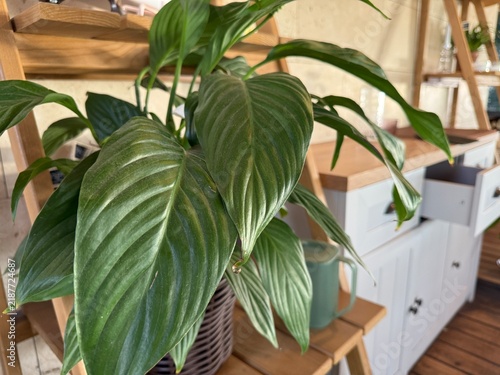 Close-up of green houseplant leaves on wooden shelf in modern interior