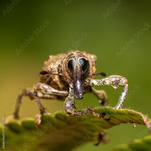 Canvas Print Weevil