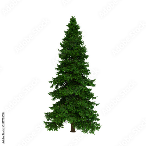 Tapety artystyczne Caucasian Fir