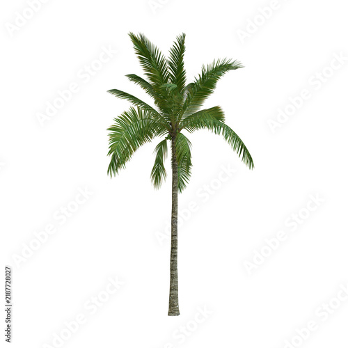 Tapety artystyczne Coconut Palm