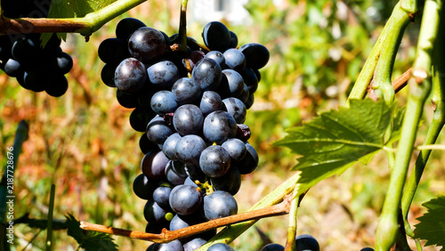 Ripe dark grape cluster hanging on a grapevine in a vineyard in early autumn. Grape cultivation and harvesting, sweet natural berry, fresh fruit, and grapes as raw material for wine production.