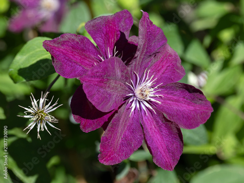 фотографія Closeup of flower of Clematis 'Rouge Cardinal' in a garden in early autumn