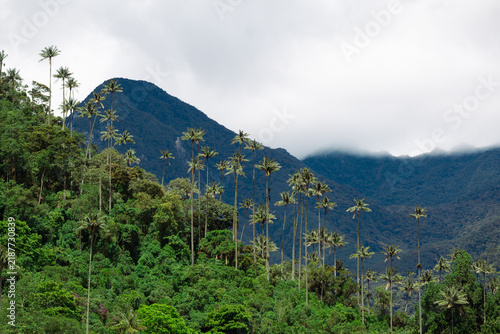 Iconic wax palms rising above the green landscape of Cocora Valley in the Colombian Andes