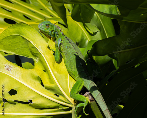 green iguana on a leaf