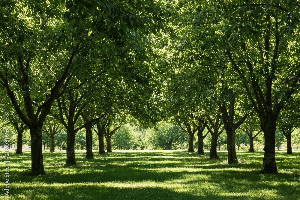 Obraz premium Sunlight filters through a canopy of mature trees lining a grassy path