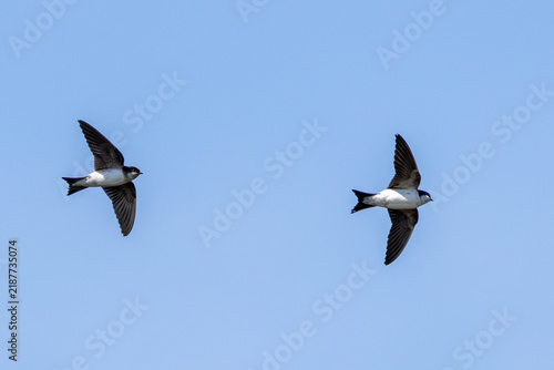 Canvas Print Two house martins in flight