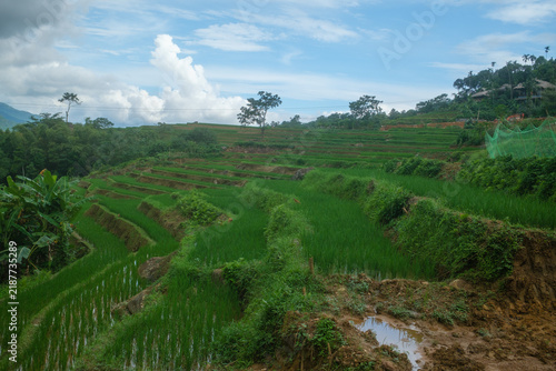 Lush Green Rice Terraces in Rural Vietnam
