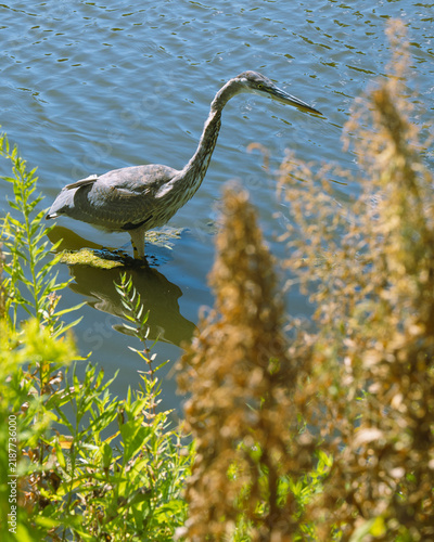 Great blue heron wading through the water with plants framing