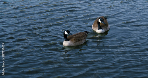 Pair of ducks in the water