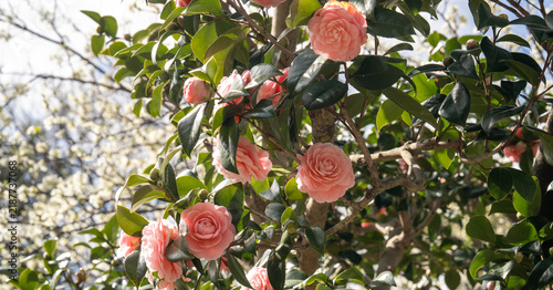 Close up of pink roses on a tree