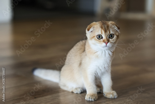 Bild auf Leinwand Relaxing Scottish Fold golden chinchilla kitten lying on wooden floor under warm