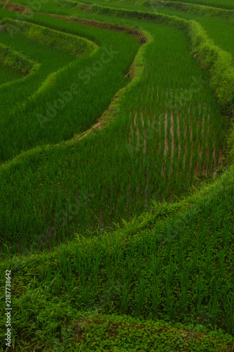 Curving Green Rice Terraces and Paddy Fields in Vietnam