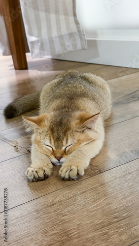 Bild auf Leinwand Calm British Shorthair golden chinchilla kitten stretching comfortably indoors c