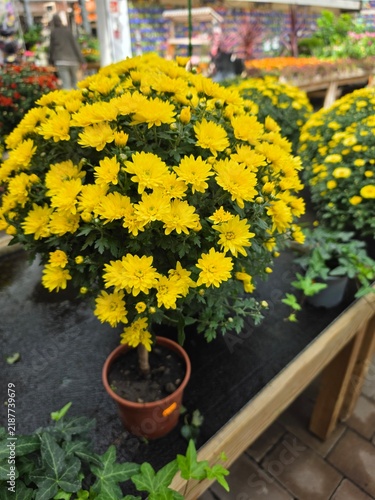 Quadro su tela Vibrant yellow chrysanthemum bush in full bloom in terracotta pot at garden cent