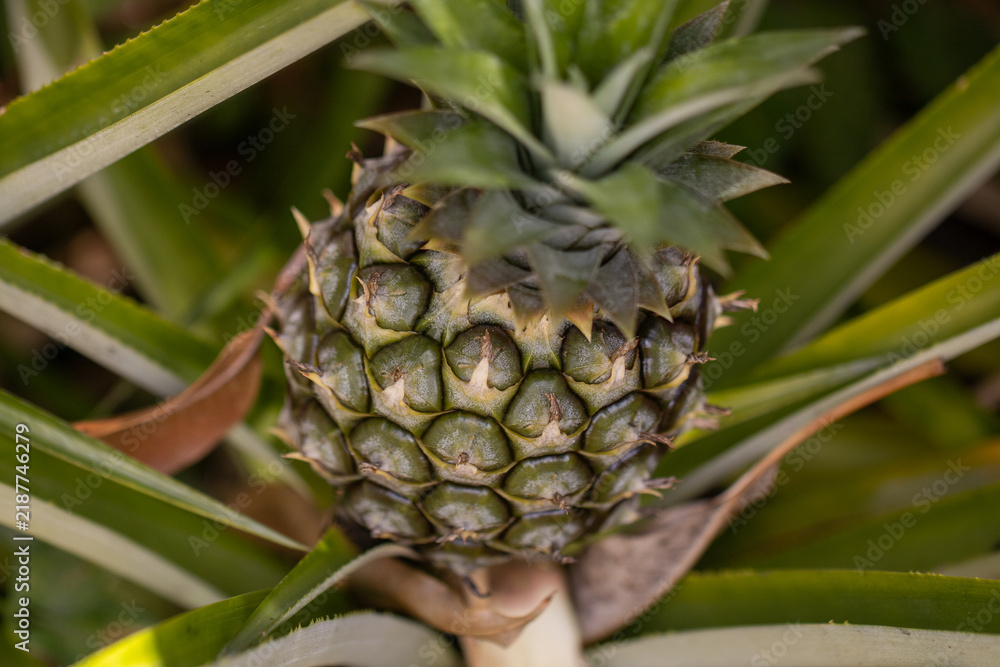 Fototapeta premium Close-up Macro View of a Small Growing Dwarf Pineapple Fruit