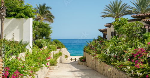 Path to the beach with plants