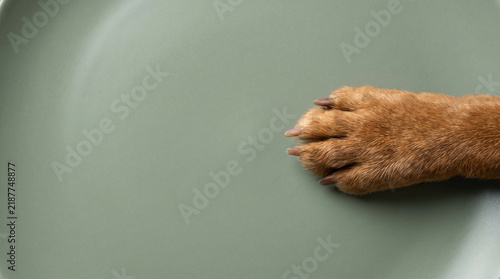 Dog paw on ceramic surface with brown fur and visible claw, creating quiet minimalist pet study with copy space