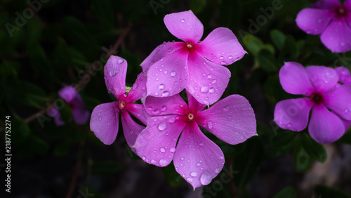 Vibrant Pink Flowers Covered with Fresh Raindrops