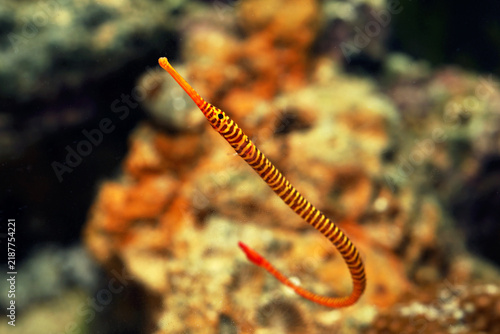 Yellow banded Pipefish (Dunckerocampus pessuliferus) fish face close up	