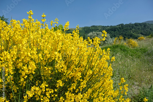 Spanish broom (Spartium junceum) in full bloom on Mediterranean hillside