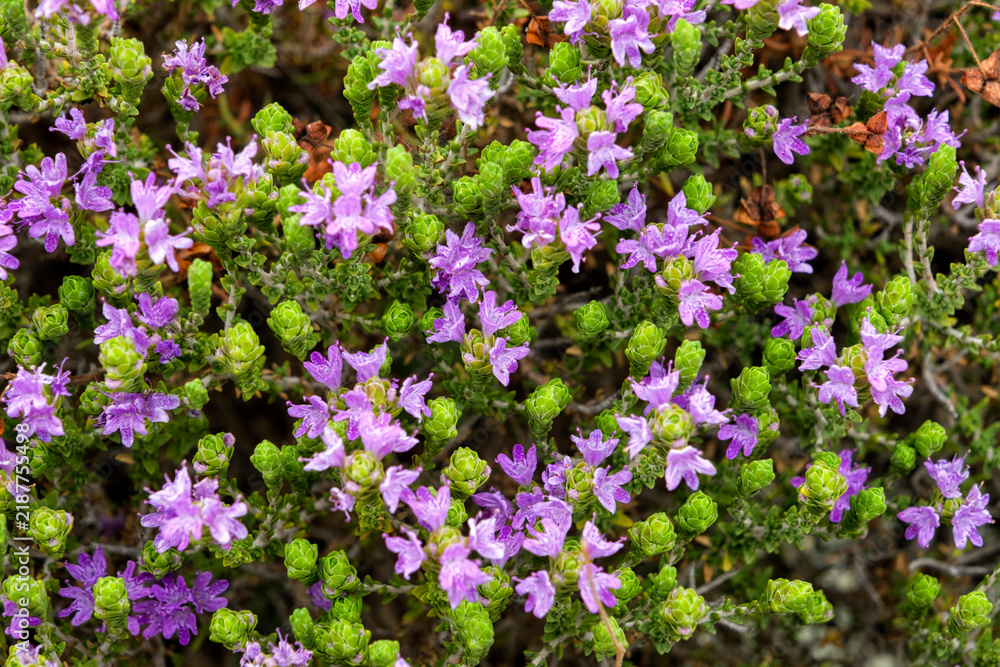 Obraz premium Detailed macro view of blooming wild thyme flowers (Thymbra capitata)