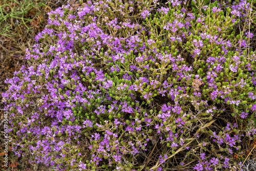 Natural ground cover texture of blooming wild thyme (Thymbra capitata)