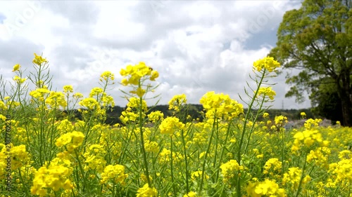 満開に咲く菜の花