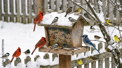 Diverse flock of birds including cardinals blue jays and finches feeding on a snow covered bird feeder in winter