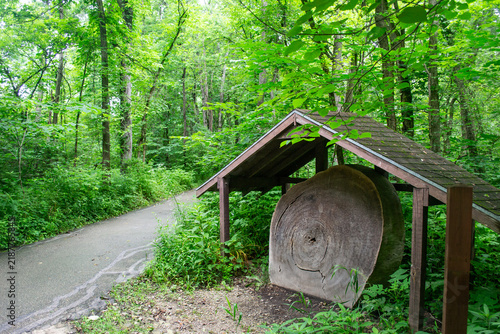 Giant Tree Cross Section Slab Under Covered Wooden Shelter on Forest Trail