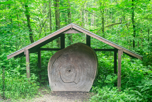 Giant Tree Cross Section Slab Under Covered Wooden Shelter on Forest Trail