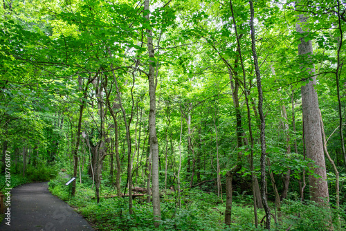 Paved Winding Trail Through Vibrant Green Forest in Ohio State Park