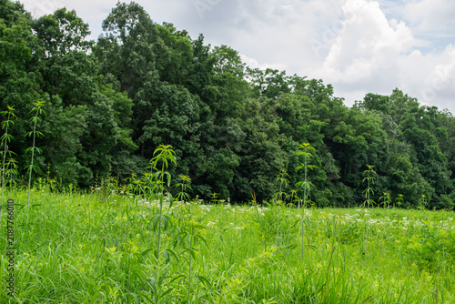 Lush Green Meadow Field Bordered by Dense Woodland Under Cloudy Sky