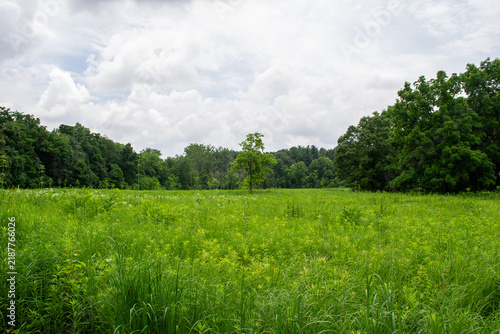 Lush Green Meadow Field Bordered by Dense Woodland Under Cloudy Sky