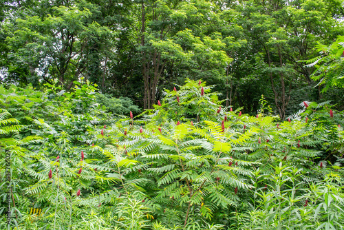 Wild Staghorn Sumac Bushes with Red Fruit Cones Growing Along Forest Edge
