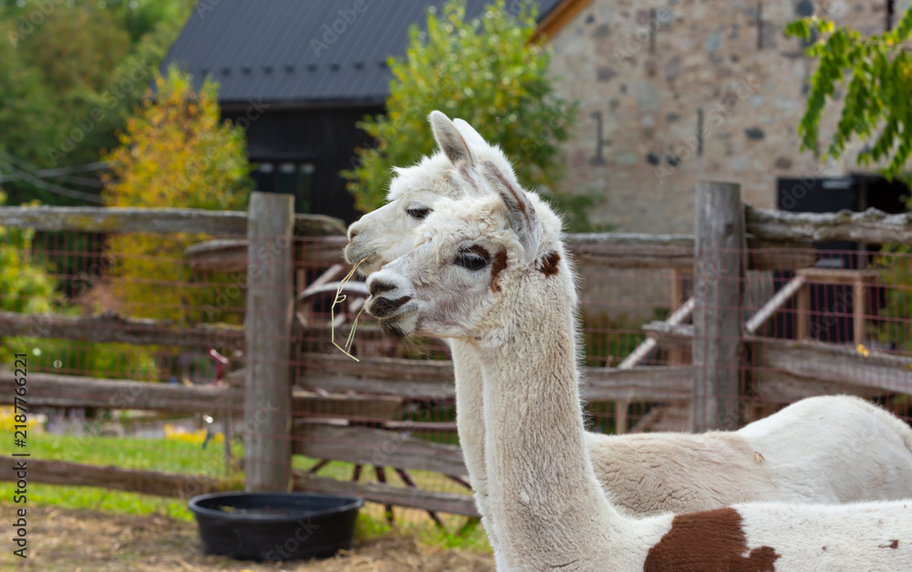 Fototapeta premium Two Lamas Eating Straw in Rustic Pen Near Rustic Barn