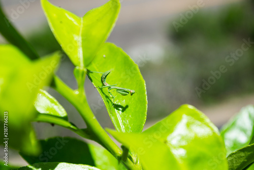 Macro Shot of Small Green Praying Mantis Nymph on Bright Green Leaf