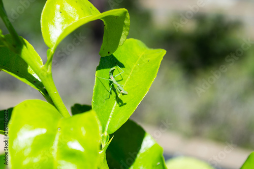 Macro Shot of Small Green Praying Mantis Nymph on Bright Green Leaf