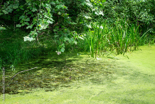 Algae Covered Forest Pond Surrounded by Dense Green Foliage