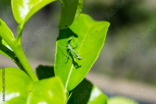 Macro Shot of Small Green Praying Mantis Nymph on Bright Green Leaf