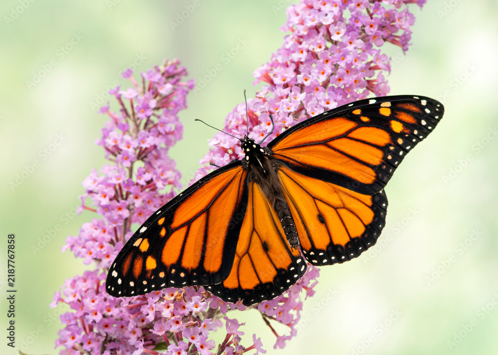 Obraz premium Close up of a male monarch butterfly (danaus plexippus) feeding on a pink butterfly bush (buddleia) flower - soft green background