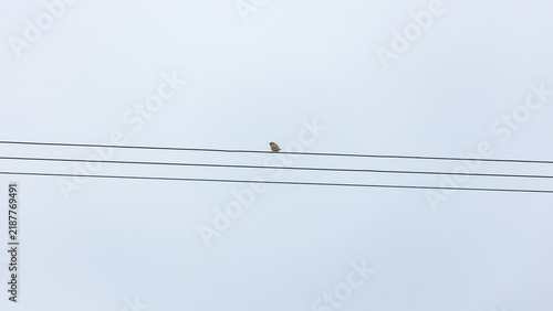 A small bird rests on three parallel power lines against a plain pale overcast sky.