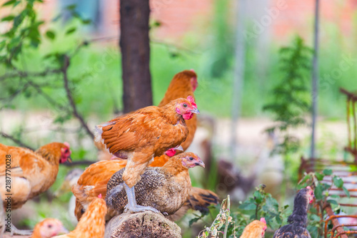 Cuadro en lienzo A flock of free-range domestic chickens of various plumage colors gather on a wooden log in an outdoor farm setting