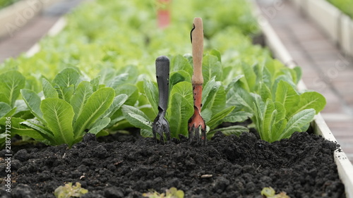  learning about gardening and growing vegetables.